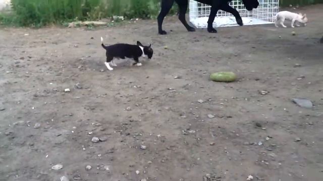 Щенки смотреть онлайн