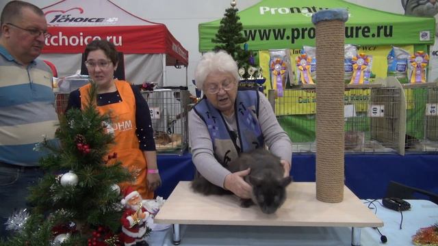 WCF-Ring kitten/junior – ринг молодых животных - Миронова О.С. (1 посадка) смотреть онлайн