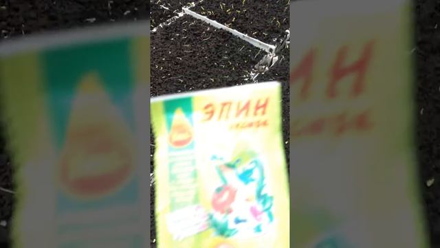 Рассада цветов-осмотр и обработка стимулятором Эпином! смотреть онлайн