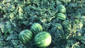 Арбуз Манчестер 26 августа 2019 г.