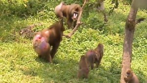 мандрилы - занесены в Красную Книгу