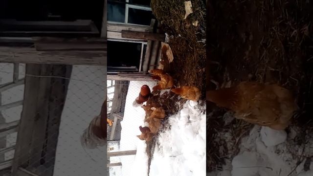 Куры не принимают петуха. смотреть онлайн