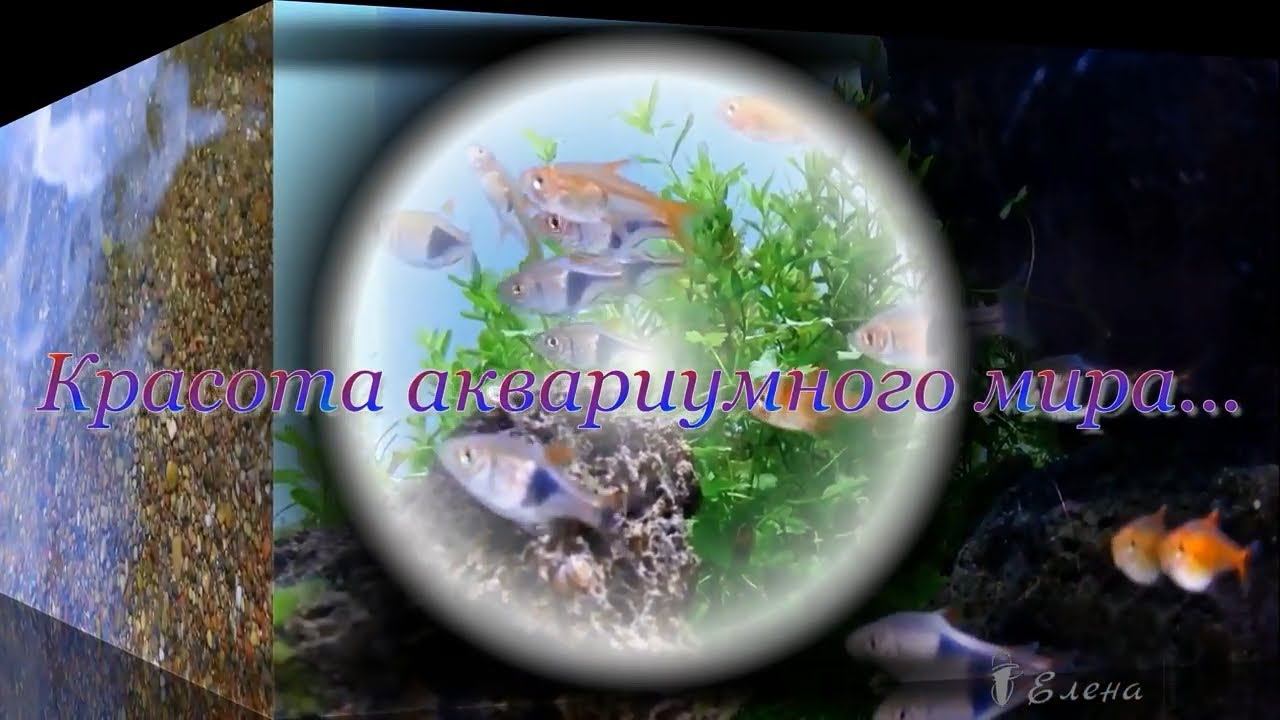Красота аквариумного мира *