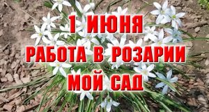 1 июня. Чищу розы. Бродилка по саду