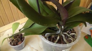как образуется веламен на корнях орхидеи  Почему корни сохнут