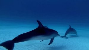 Дельфины, и красивая музыка!!! Для души!