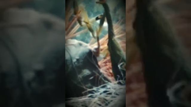 Хищное насекомое богомол встречайте ????.