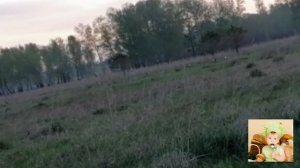 Лесной тетерев, брачный период. Wood grouse, mating season