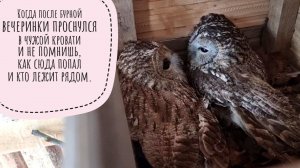 Домик для серых сов и конкурсы для упоротых зоологов. Снежим Гатилова, собираем сову по кусочкам