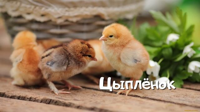 Голоса домашних ПТИЦ. Развивающие видео про животных для детей 2 смотреть онлайн