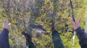 first keeper of the year using Gulp! // flounder fishing late spring on NJ sod banks