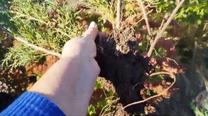 Какие корни у прикопаных веток можевельника получились?