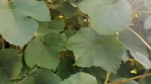 Лучшие технические сорта винограда-  виноград на севере