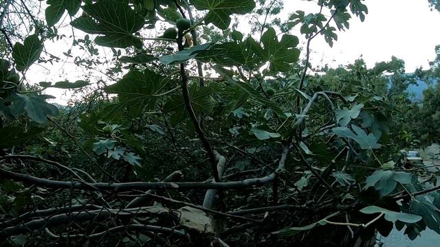В Ялте по прежнему ХОЛОДНО. Виды на Ялту с Видового проезда. Пробки в Ялте