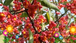 Бересклет европейский Красный Каскад. Краткий обзор, описание euonymus europaeus Red Cascade