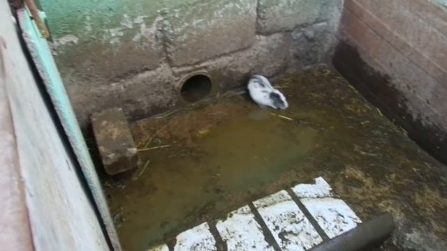 Нутрии уже купаются! смотреть онлайн