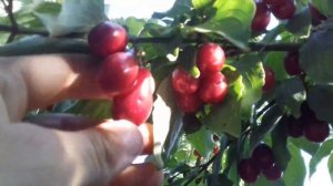 Кизил Семен в Крыму.Загрузка маточных кустов.