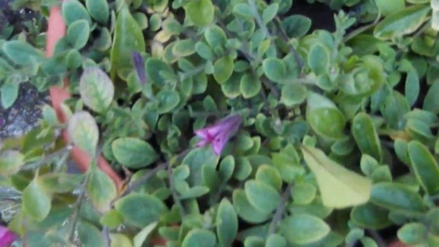 Благоустройство участка. Что посадить? смотреть онлайн