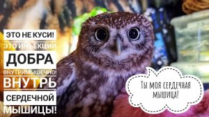 Добрая утренняя сова с добрыми кусями. Сыч Лучик мило хочет мне что-то откусить