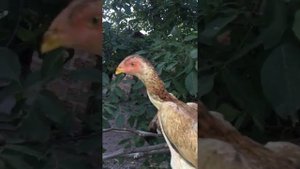 О шамо, O shamo, Ферма шамо