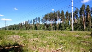 Просека в лесу. Июнь 2022