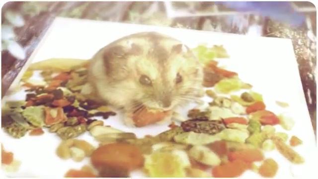 Зоомагазин корм для тварин Миколаїв BrilLion Club смотреть онлайн