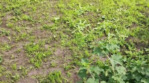 Что будет если посеять газон без обработки сорняков. Ничего хорошего не вышло