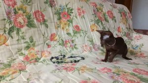 Если в доме нет кота, значит в доме скукота !