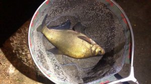 Трофеи реки / Ловля леща летом / Ночная рыбалка