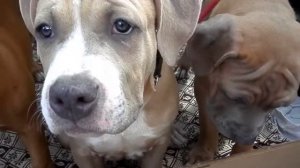 СТАФФОРДШИРСКИЙ ТЕРЬЕР.Щенки 3,5 мес. Staffordshire Terrier.Odessa.