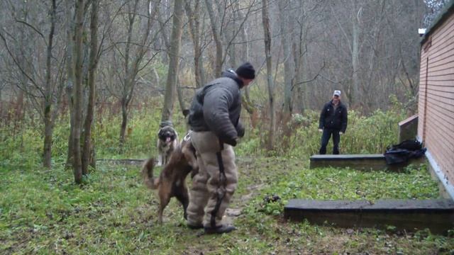 Дрессировка служебных собак. Кавказские овчарки (3). http://www.dogclass.ru/ и http://stopvrag.ru/ смотреть онлайн