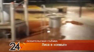 В Нижнекамске лиса в поисках пищи забрела в парк «СемьЯ»