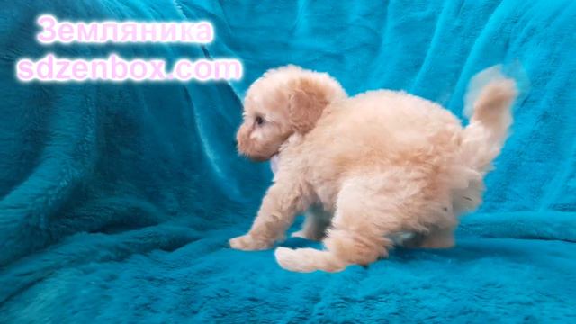 Земляника Солнечная династия зенбокс смотреть онлайн