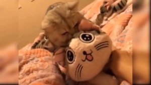 Приколы с котиками. Котики #26