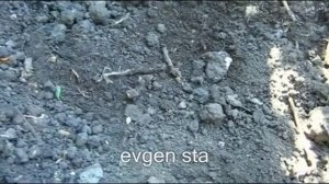 Виноград.  Как подготовить посадочные ямы