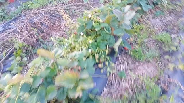 НСД сорт Ирма. Море ягоды! смотреть онлайн