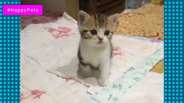 Funniest Cute Cats Compilation 2019 | Cute is More than Enough | HappyPets #7