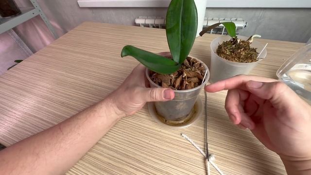 перевод орхидей на летний полив / как вставить фитиль орхидеи без пересадки смотреть онлайн