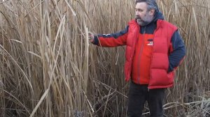 Промышленная плантация Мискантус Гигантский три года/ Miscanthus giganteus 3 years old