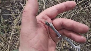 Трапезунд и другие сорта фундука в средней полосе после зимовки. Май.