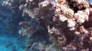 TIA HEIGHTS MAKADI BAY 5* Обзор подводного мира Макади Бей