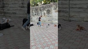 Крутые собаки в городе Сочи / Фрагмент с группового занятия