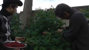 Уборка малины "Поляна"