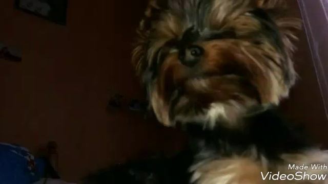 Немного фото с Персиком! смотреть онлайн