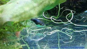 Такие разные мальки от одной пецилии