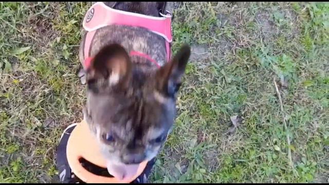 Бульдог Чак спортивно развлекается !!!!💪🏻🐶 смотреть онлайн