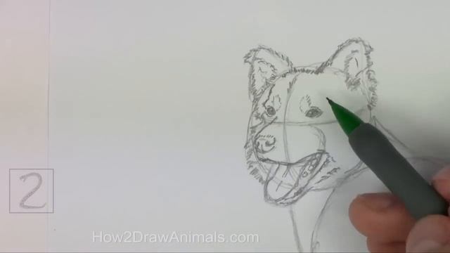 How to Draw a Dog (Border Collie) смотреть онлайн