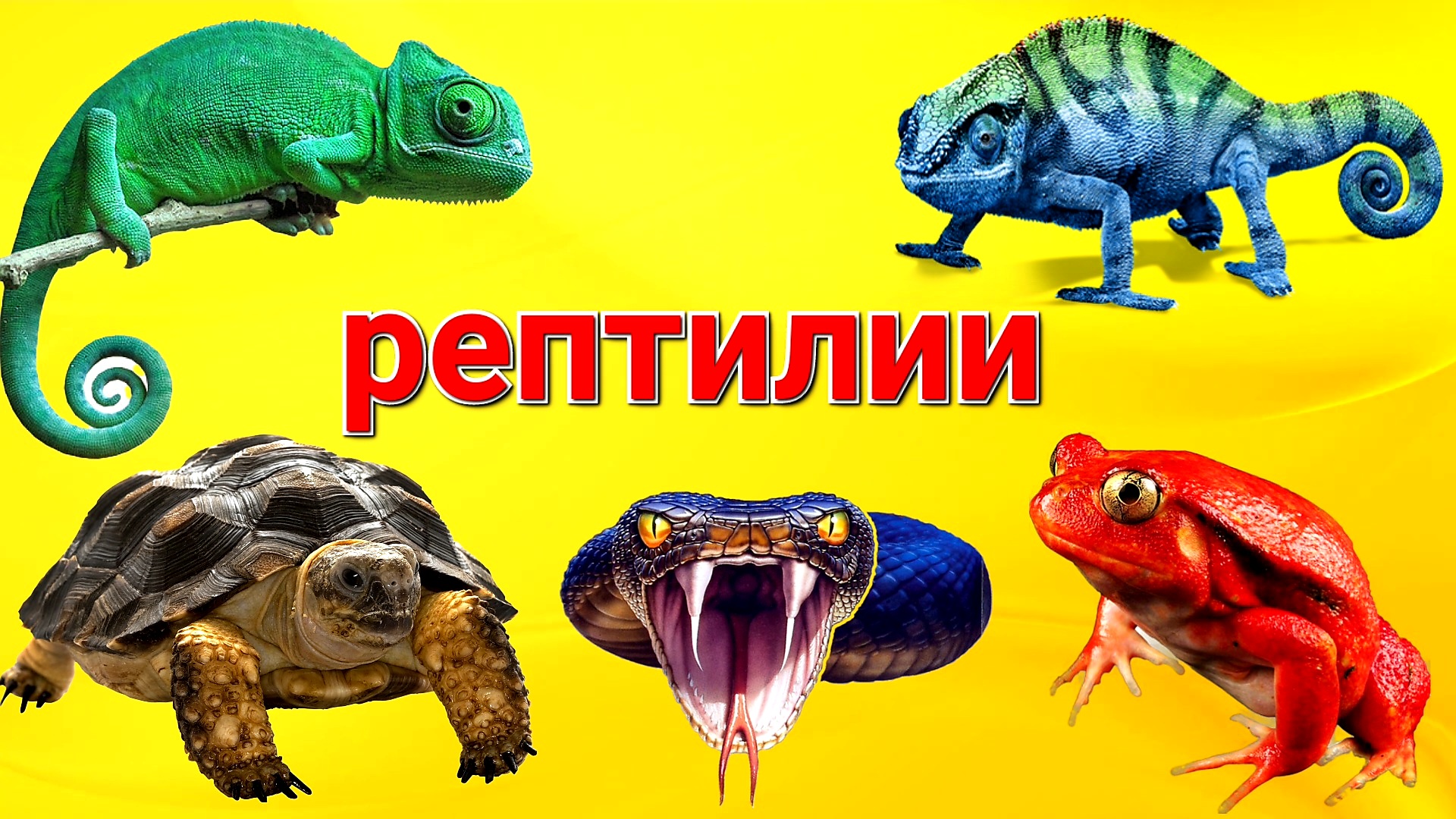 Учим амфибий и рептилий - Животные для детей - Виды рептилий для детей.