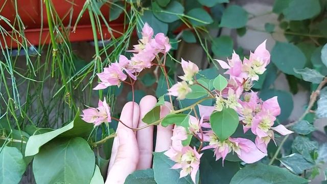 Премьера цветения бугенвиллий Double Pink и Tomato Red