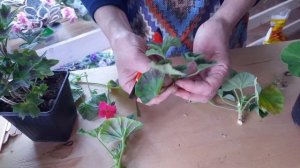 Черенкование герани. Как размножить пеларгонию черенком